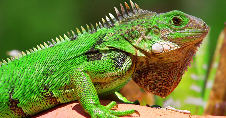 Animales exóticos: tener un reptil o serpiente como mascota