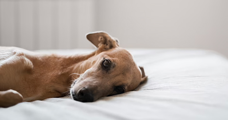 causas-de-depresion-en-perrostas