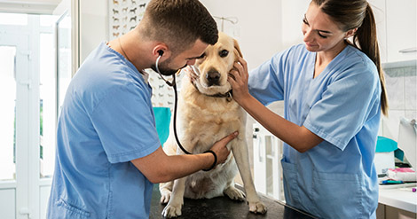 de-perros-y-gatos-se-debaten-dos-proyectos-para-garantizar-la-atencion-veterinaria-primaria-y-de-alta-complejidad