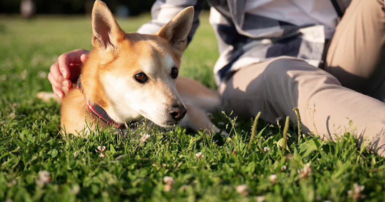 mosquitos-y-animales-los-perros-y-gatos-son-sensibles-al-dengue