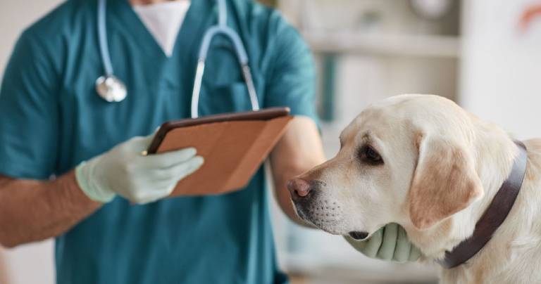 dia-del-veterinario-por-que-se-celebra-el-6-de-agosto