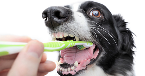 hay-que-cepillarle-los-dientes-a-nuestras-mascotas