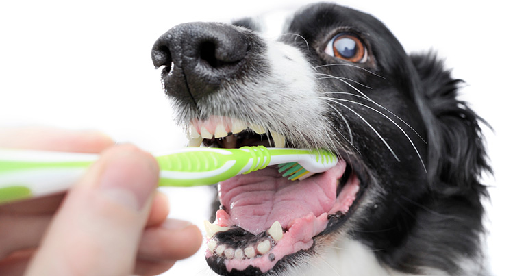 hay-que-cepillarle-los-dientes-a-nuestras-mascotas