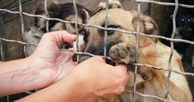 invasion-de-ucrania-que-pasa-con-las-mascotas-abandonadas