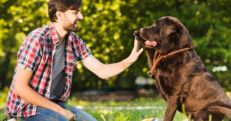 la-capacidad-de-los-perros-para-entender-palabras