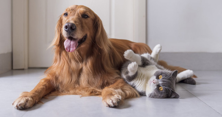 espana-nueva-ley-de-bienestar-animal-regula-el-tiempo-que-las-mascotas-pueden-quedarse-solas-en-casa