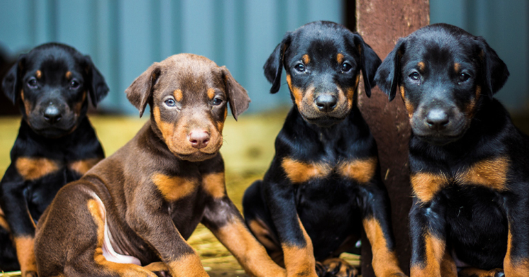 los-perros-recuerdan-a-su-madre-y-a-sus-hermanos