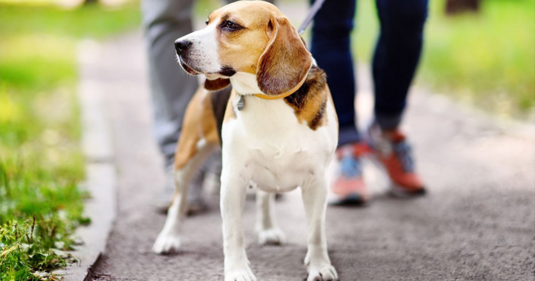 Pasear a tu perro es importante para su salud y bienestar