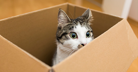 porque-a-los-gatos-les-encantan-las-cajas