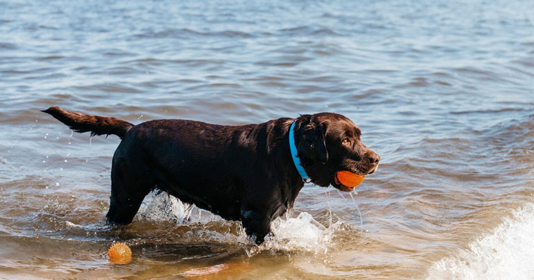 puede-quemarse-mi-perro-con-el-sol