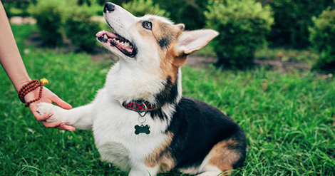 tres-consideraciones-para-comprender-bien-el-lenguaje-de-tu-perro