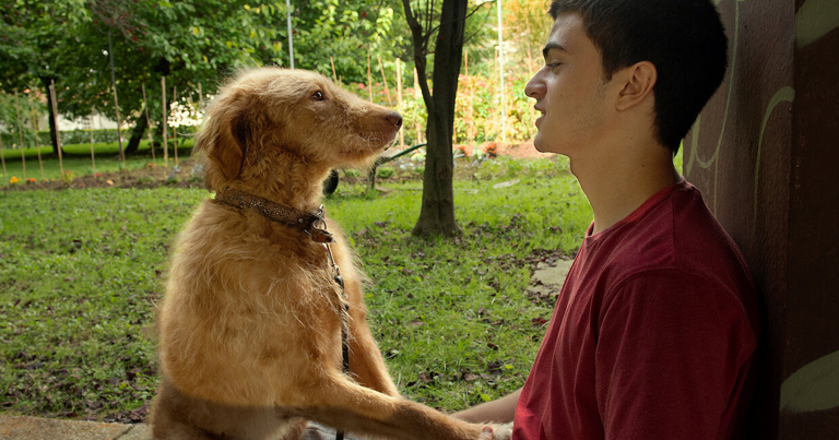 3 películas para ver si sos fanático de las mascotas