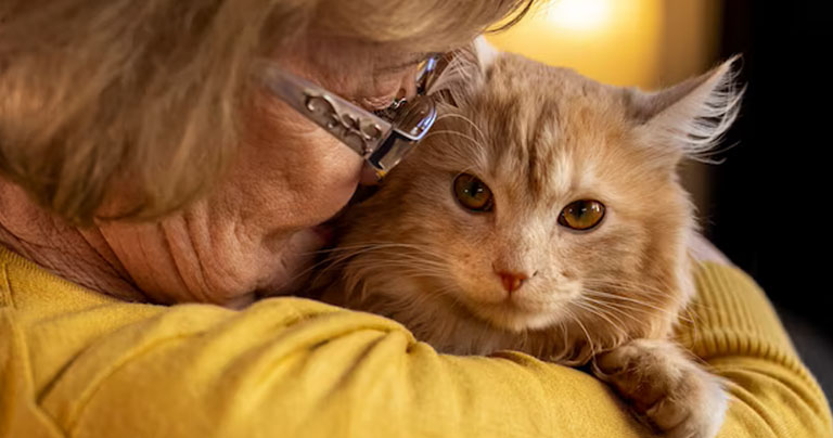 Beneficios de los gatos como mascotas de personas mayores