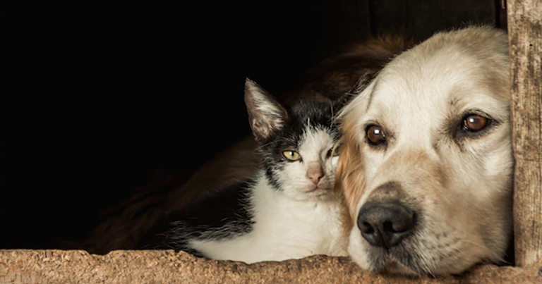 Cómo cuidar a una mascota que enveceje