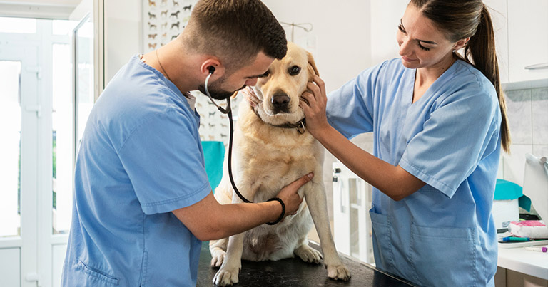 Se debaten dos proyectos para garantizar la atención veterinaria primaria y de alta complejidad