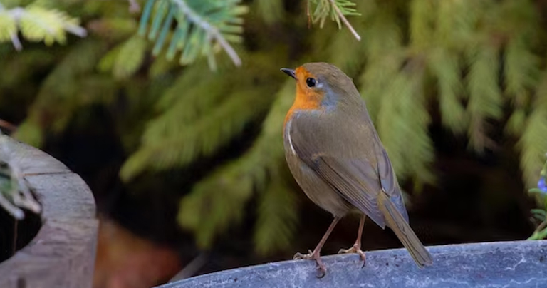 Las cinco enfermedades más frecuentes en los pájaros