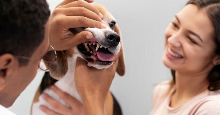 Mal aliento en perros: cómo cuidar los dientes de tu mascota