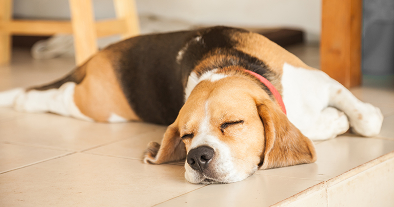 ¿Cómo se comportan los perros en verano?