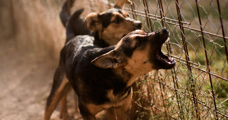 ¿Qué debemos hacer si un animal sufre una estereotipia?