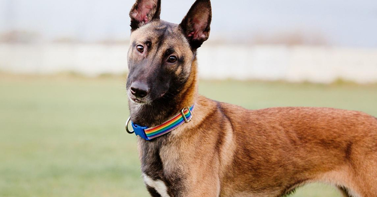 Descubren cuál es la raza de perros más inteligente del mundo